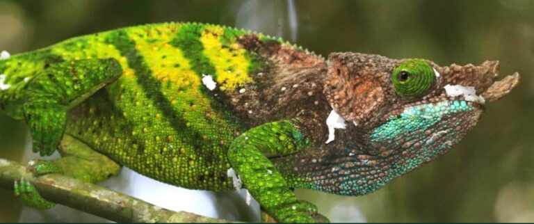 Island-confined reptiles face high extinction risk, but low research interest