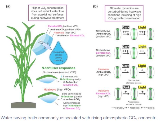 Wheat could use far more water than expected during future heat waves