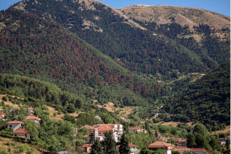 Wildfires, rising temperatures imperil northern hemisphere forests, UN says