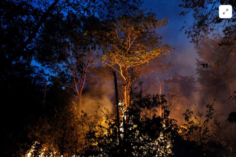 Exclusive: Soy trading firms to abandon Amazon protection pact in Brazil