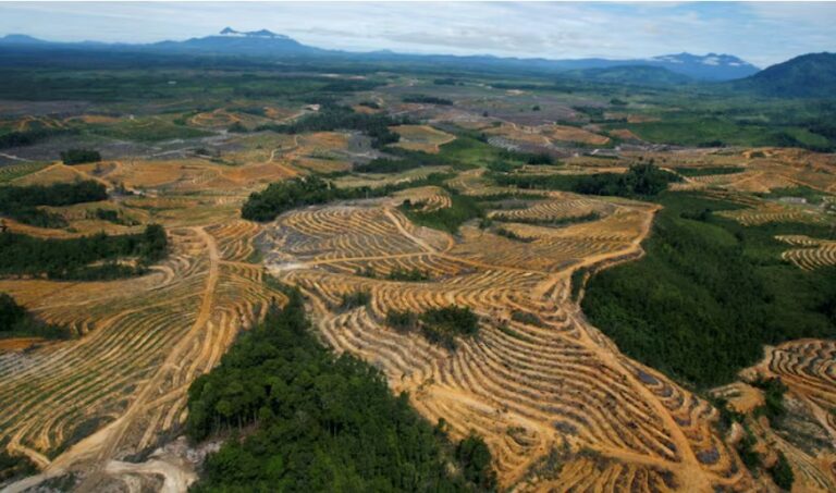 Indonesia fines dozens of palm oil, mining companies $2.3 billion for operating in forest areas