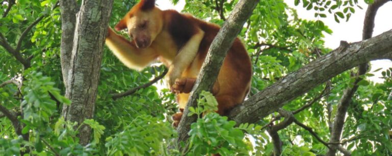 Malaysian companies dominate PNG forest-clearance permits: report