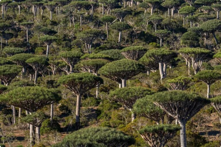 Are rainforests now a cause of, rather than the answer to, climate change?