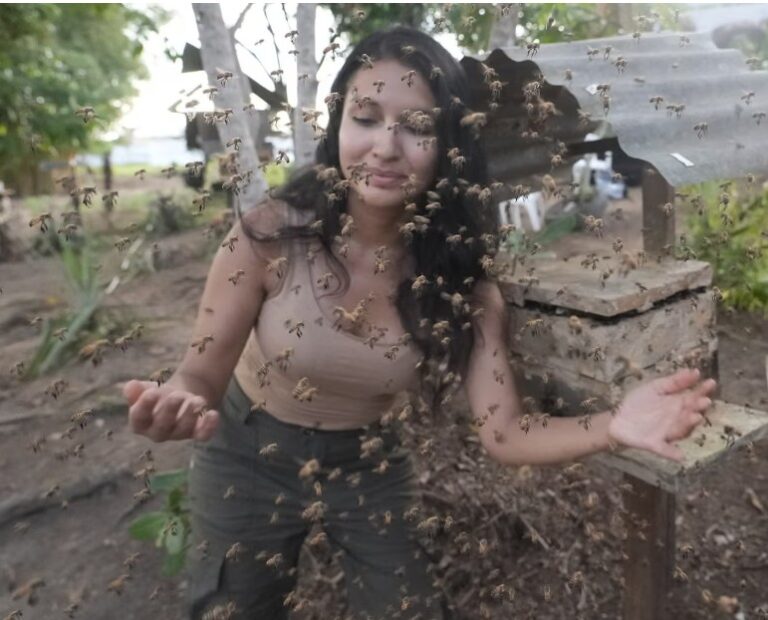 Stingless bees from the Amazon granted legal rights in world first