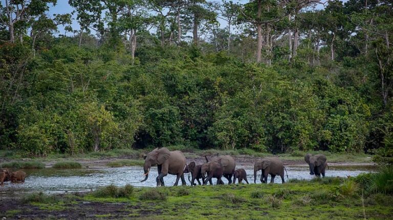 Sub-Saharan Africa lost 24% of its biodiversity since pre-industrial times, says study