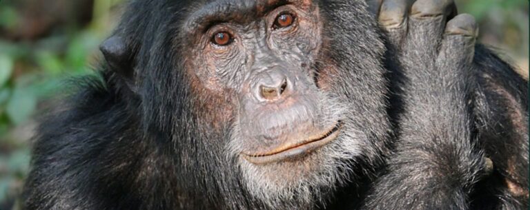 Chimpanzees and gorillas among most traded African primates, report finds