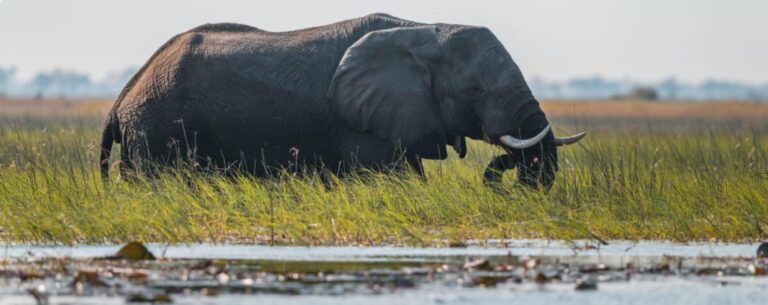 Critical wetland in Angola gets formal Ramsar recognition