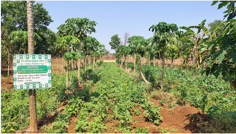 Once driven by crop failure and migration, Betul’s villages are reclaiming agriculture through farmer-led natural farming