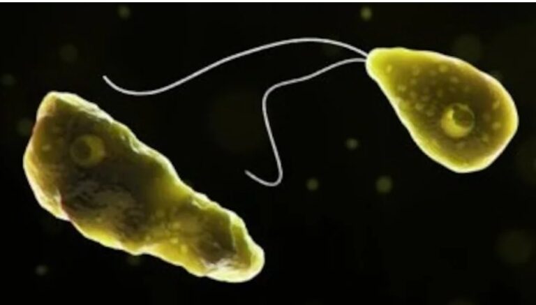 Rising Global Threat Of Brain Eating Amoeba Linked To Climate Change: Study