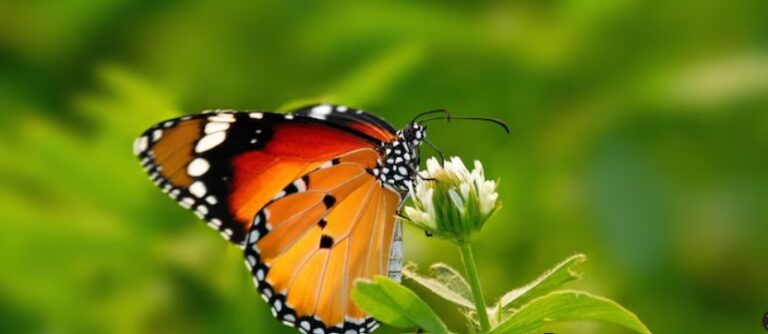 Butterflies are at risk as a warming climate threatens their food