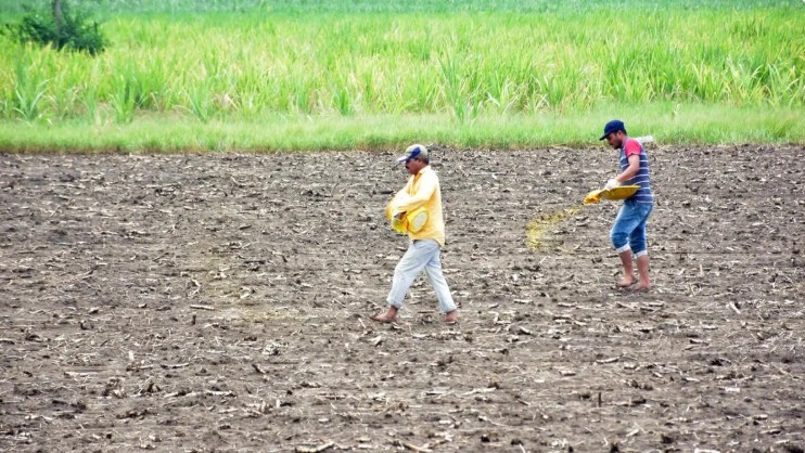 Centre unveils 184 climate‑resilient seed varieties across 25 crops to combat climate change