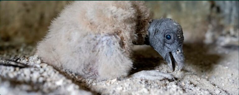 Three Andean condor chicks hatch in Colombia as species nears local extinction