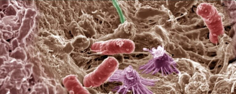 IUCN launches group to conserve at-risk microbes vital to life on Earth