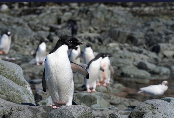 Antarctic penguins threatened as warming temperatures cause them to breed earlier, research shows