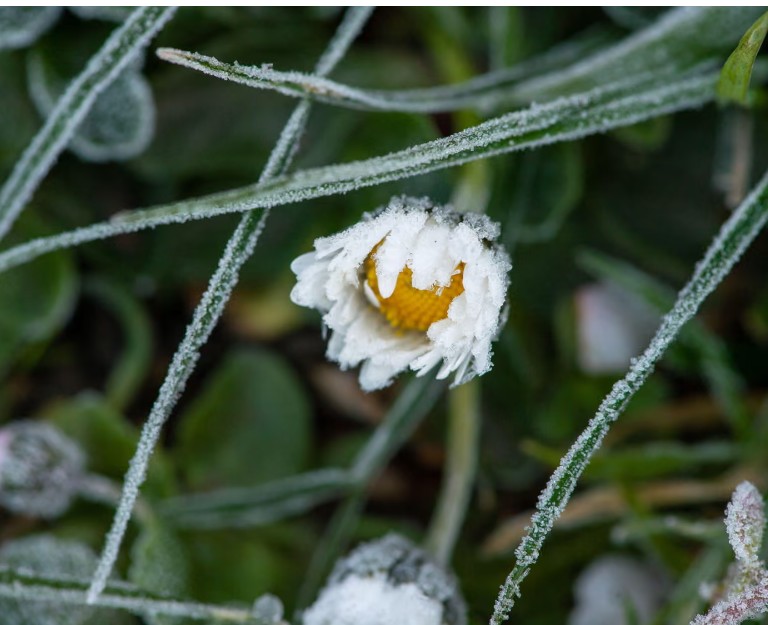 Winter blooming of hundreds of plants in UK ‘visible signal’ of climate breakdown