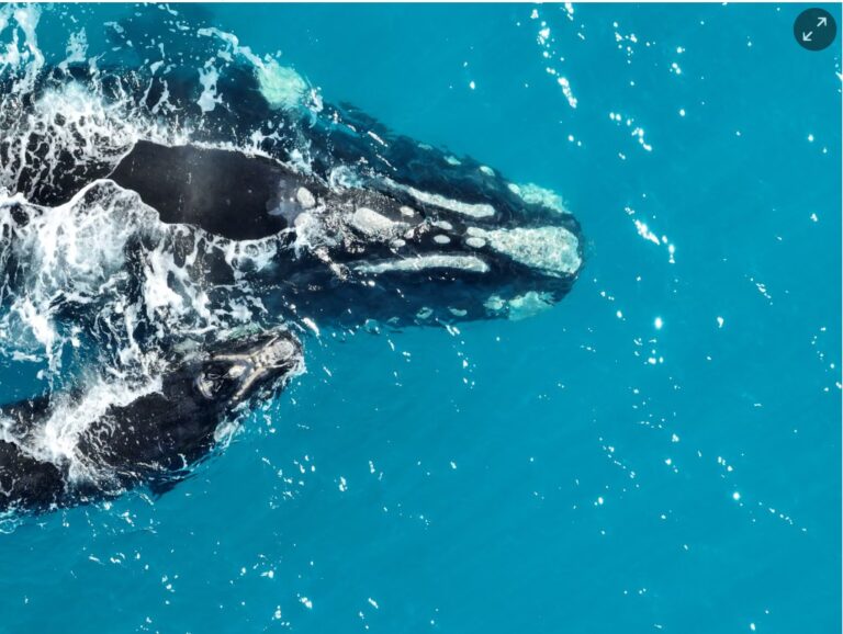 Climate crisis linked to fall in southern right whale birth rates as researchers raise ‘warning signal’