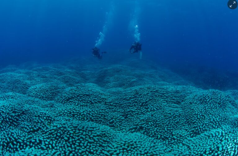 Citizen scientists discover a Great Barrier Reef coral giant ‘like a rolling meadow’
