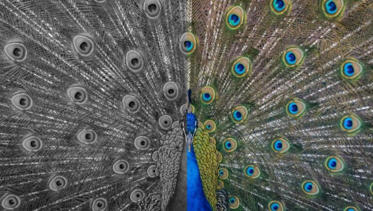 Global warming, pollution are stripping vibrant colours from nature