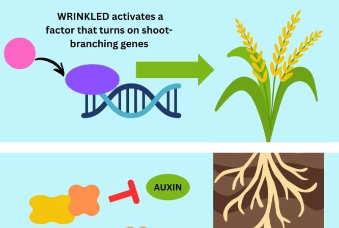 Rice gene discovery could cut fertilizer use while protecting yields
