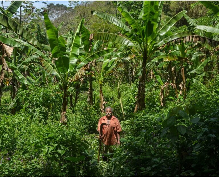‘Agriculture of life’: the Rio families growing bananas to protect the world’s largest urban forest