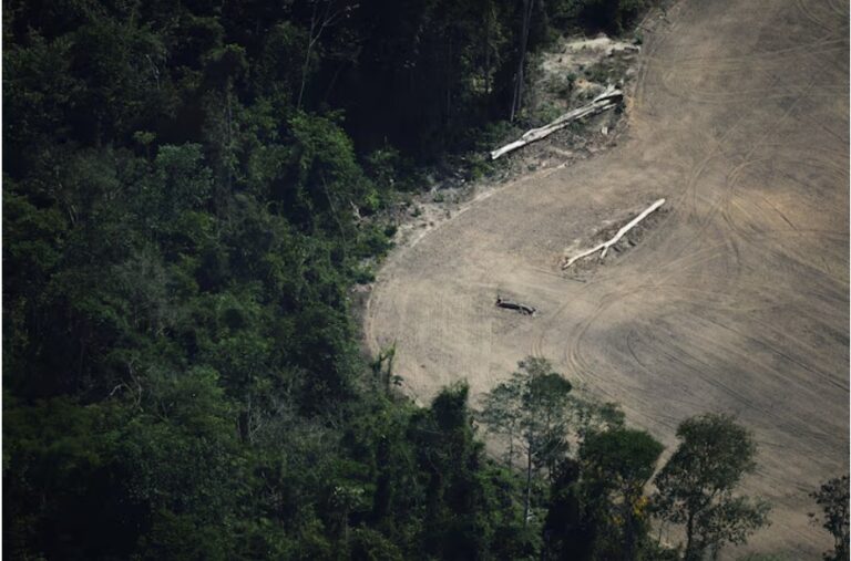 Brazil awards first Amazon reforestation concession to startup Re.green