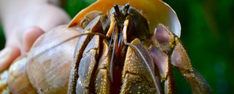 Marine litter traps thousands of hermit crabs
