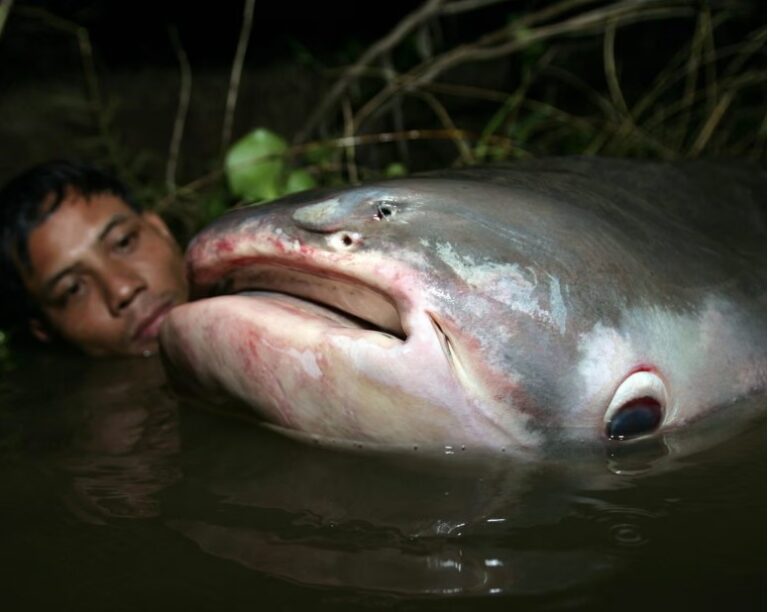 Epic river migrations of fish rapidly collapsing, UN report finds