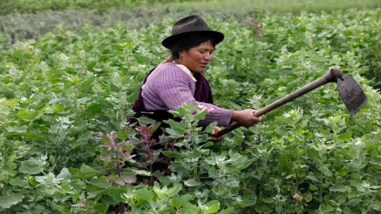 Modern agriculture is collapsing under climate change. Indigenous farming has answers.