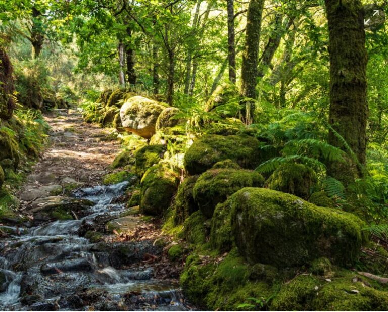 Portugal fined £8.7m by EU court for failing to protect biodiversity