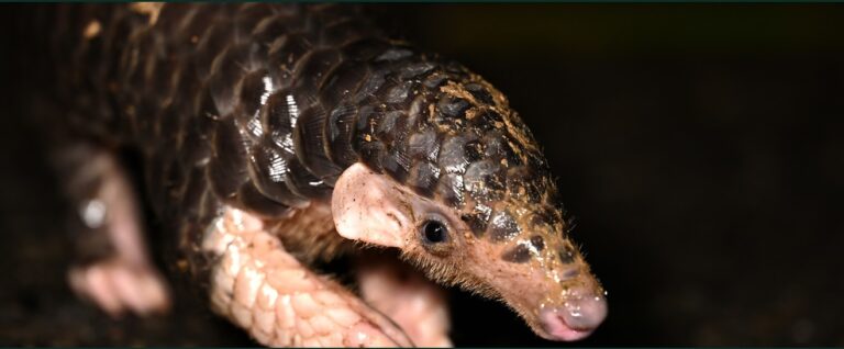 Asia now hub of growing illegal wildlife trade across 100+ countries, study shows