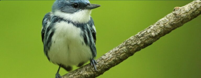 Americas flyways atlas maps the routes of 89 at-risk migratory bird species