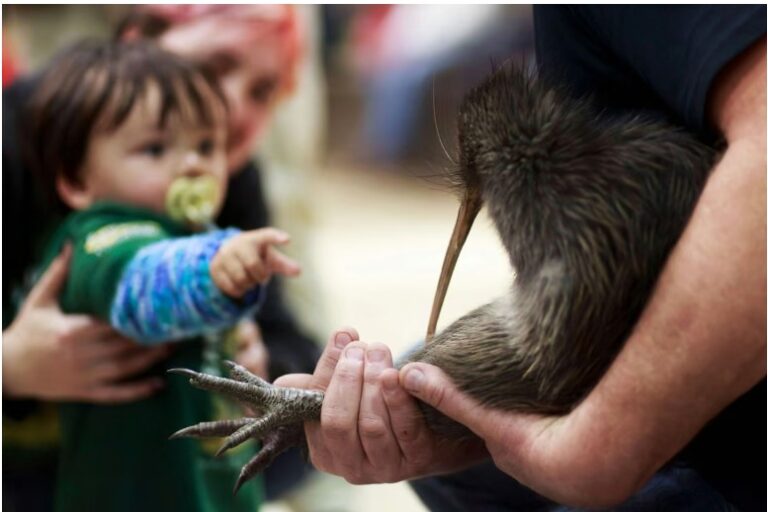 ‘Coming home’: kiwi enter parliament for first time as New Zealand marks conservation win