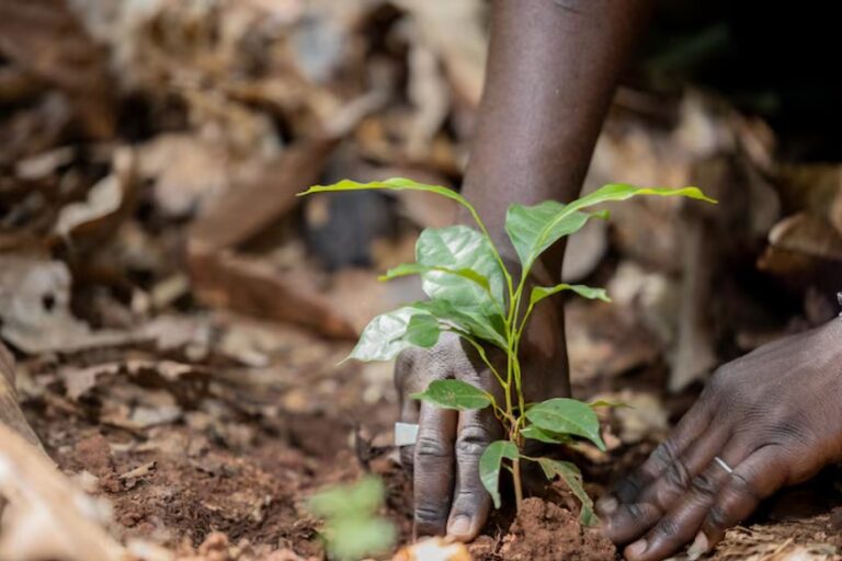 Climate reporting rules for food sector set high bar for regenerative agriculture