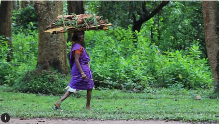India’s 2035 Climate Goals: Why Women-Led Action Is Key to Creating Carbon Sinks