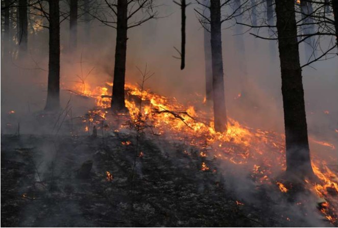 Longer wildfire seasons pose an increasing threat for species under climate change