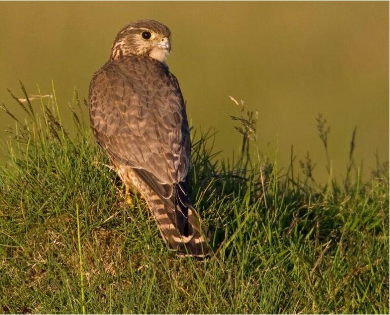 UK’s smallest bird of prey among 200 species at risk of extinction, study finds