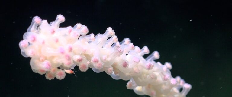 One of the world’s largest deep-sea coral reefs discovered off Argentina