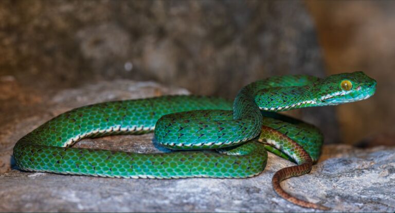 New species discovered in Cambodia’s rare rocky ecosystems