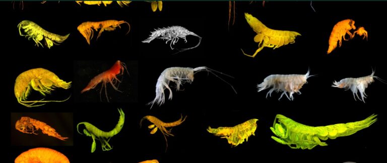 24 new species found in ocean zone eyed for battery metals mining