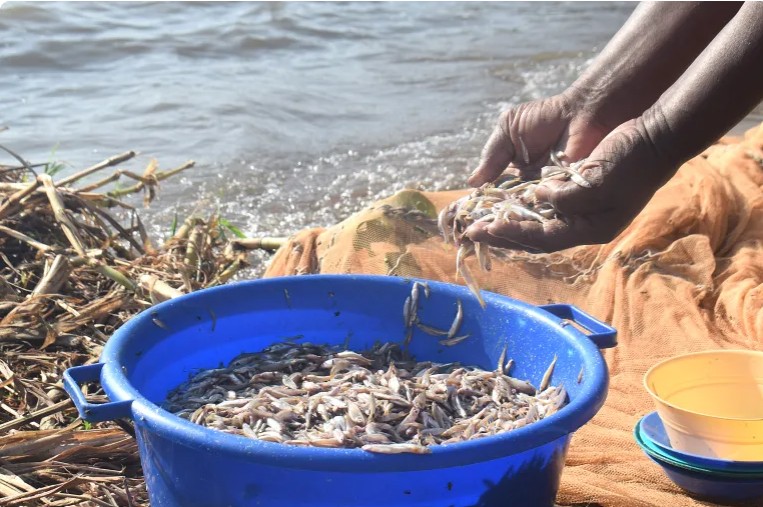 Kenyan women defy fishing taboos as climate change threatens Lake Victoria