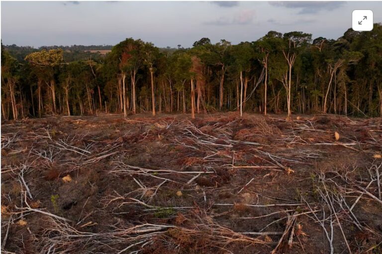 Tropical forest loss eases in 2025 from record high, report shows