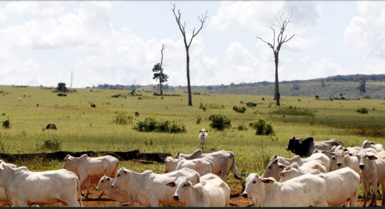 Nearly all climate claims by meat and dairy firms amount to greenwashing: Study