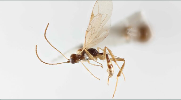 Scientists mark Attenborough’s 100th birthday with newly named wasp