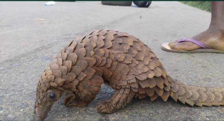 Nigeria aims for stronger wildlife protections with sweeping new law