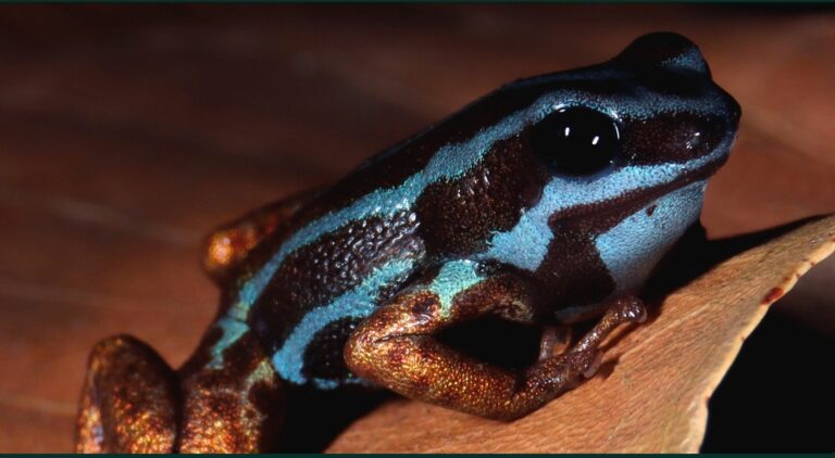 Scientists race to study the Amazon’s frogs before they disappear