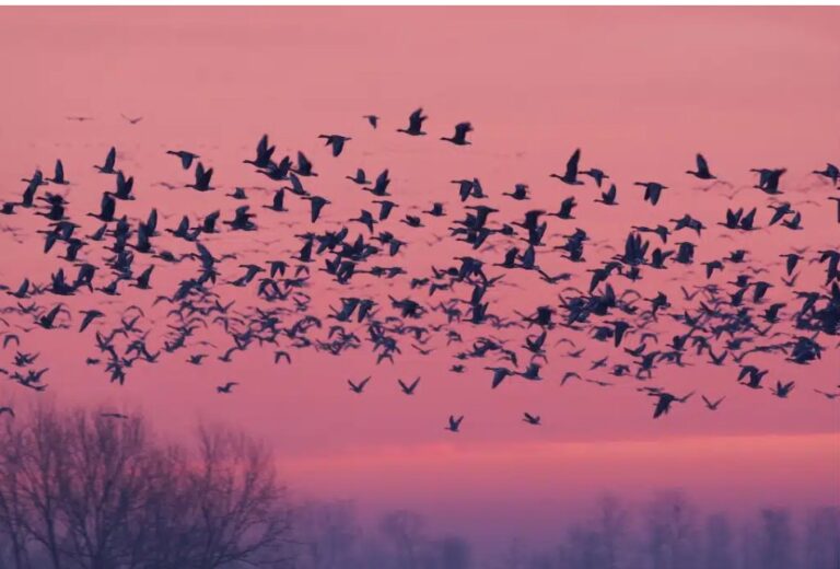 Redistributing Life: How Climate Change Is Redrawing the Map of Species Migration