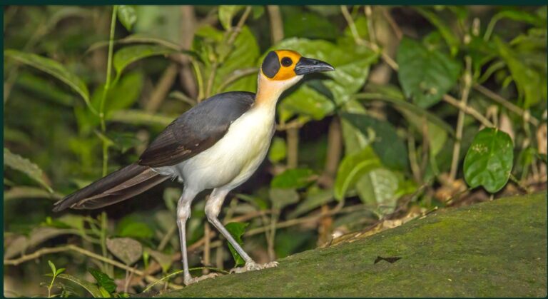 A ‘symphony’ of wildlife suggests carbon financing is working in Sierra Leone