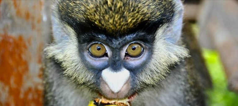 As wildlife trade expands, so do pathways for disease spillover to humans