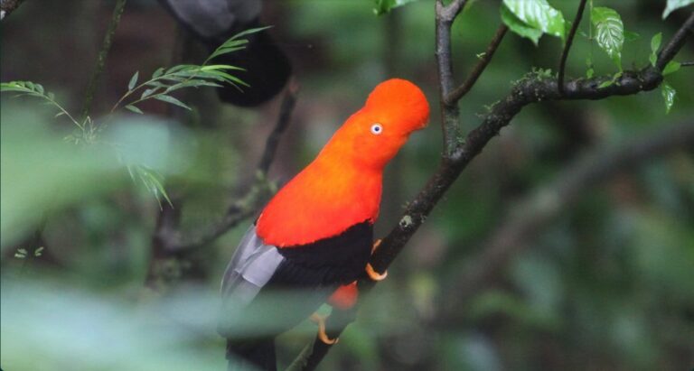Climate change could erase most South American cloud forests, study warns