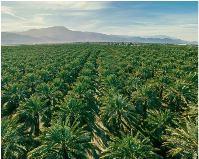Three everyday oils are driving a global biodiversity crisis